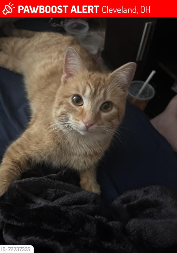 Lost Female Cat last seen Havard and 142nd, Cleveland, OH 44128