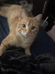 Lost Female Cat last seen Havard and 142nd, Cleveland, OH 44128