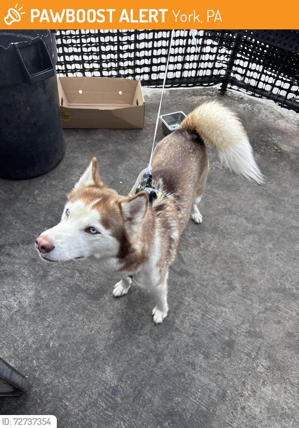 Found/Stray Unknown Dog last seen Queen street, York, PA 17403