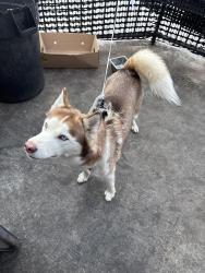 Found/Stray Unknown Dog last seen Queen street, York, PA 17403