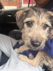 Found/Stray Male Dog last seen Near W Huron, Chicago, IL 60642
