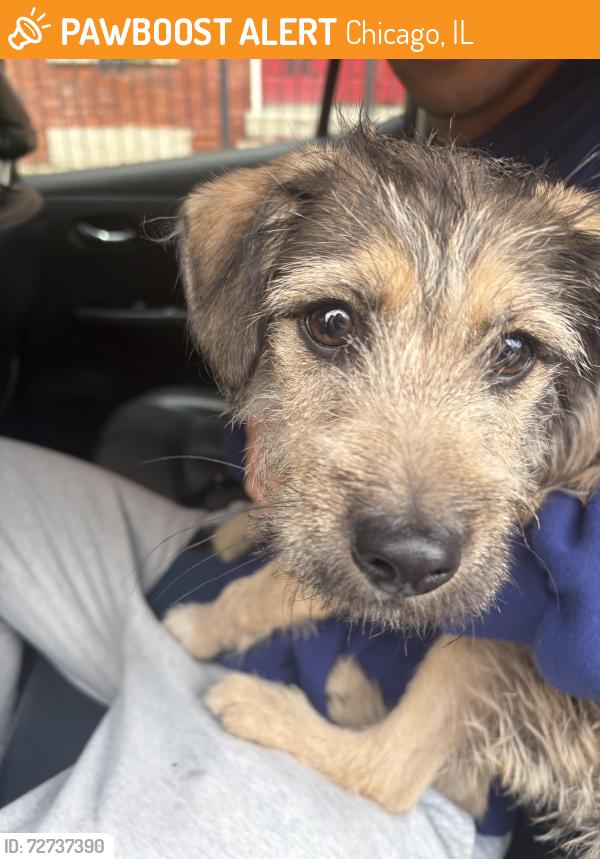Found/Stray Male Dog last seen Near W Huron, Chicago, IL 60642