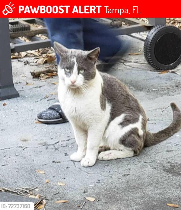 Lost Male Cat last seen Near Ridein Rd, Darlington Dr, Warrington Wy, nearest major road S 78th st, Tampa, FL 33619