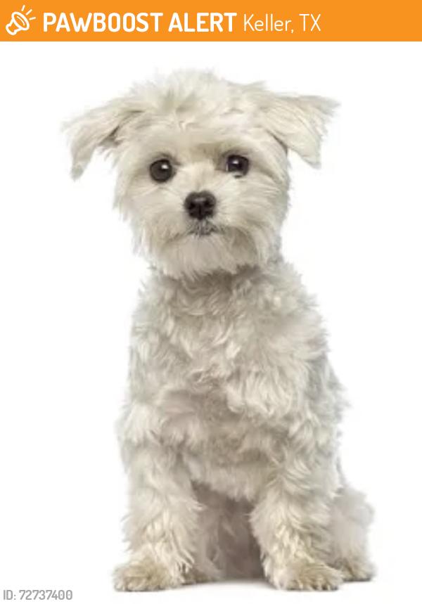 Found/Stray Unknown Dog last seen Headed north side of Tarrant on way to  Depot , Keller, TX 76248