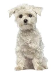 Found/Stray Unknown Dog last seen Headed north side of Tarrant on way to  Depot , Keller, TX 76248