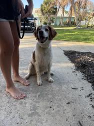 Found/Stray Male Dog last seen A1A & Surf Rd, Melbourne Beach, FL 32951