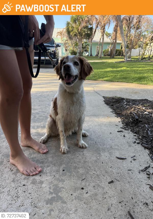 Found/Stray Male Dog last seen A1A & Surf Rd, Melbourne Beach, FL 32951