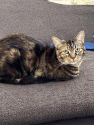 Lost Female Cat last seen Mt Vernon / Fairway, Colton, CA 92324