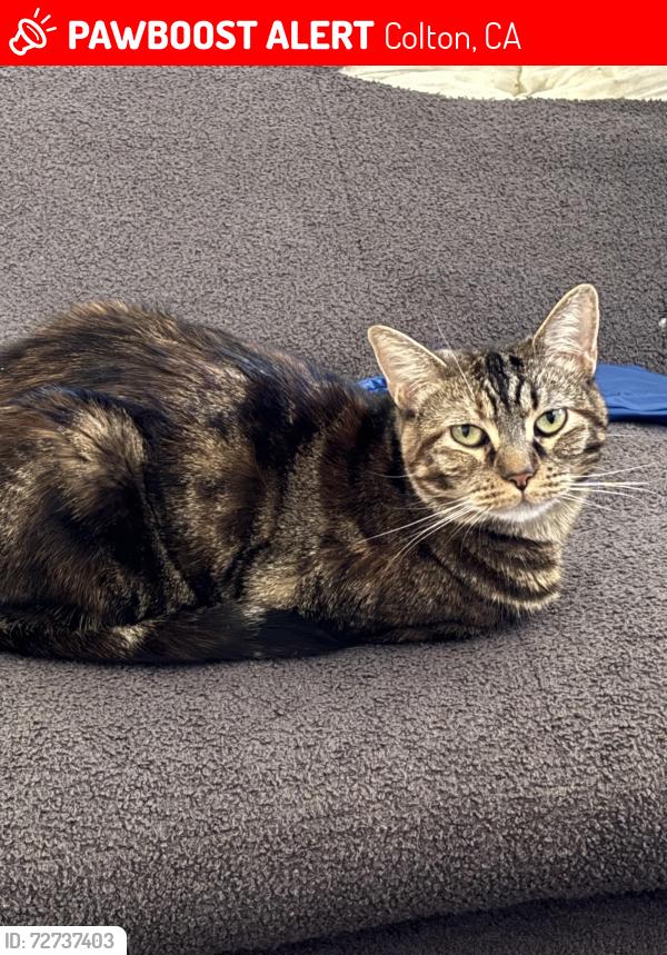 Lost Female Cat last seen Mt Vernon / Fairway, Colton, CA 92324