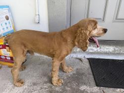 Found/Stray Male Dog last seen Near chateau park dr Fort Lauderdale Florida, Fort Lauderdale, FL 33311