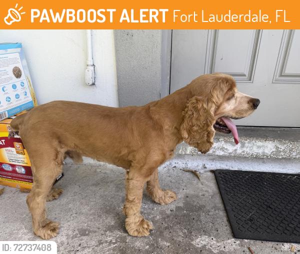 Found/Stray Male Dog last seen Near chateau park dr Fort Lauderdale Florida, Fort Lauderdale, FL 33311