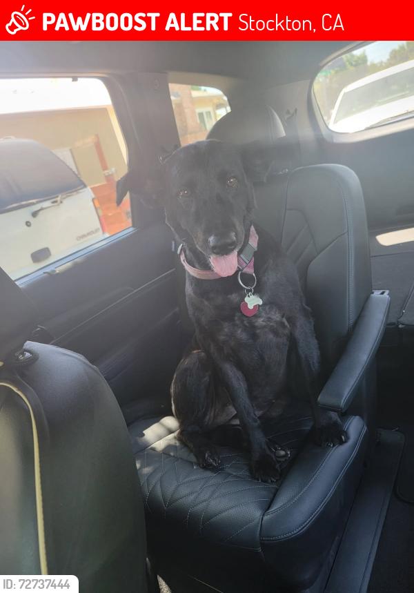 Lost Female Dog last seen El Dorado, Stockton, CA 95204