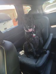 Lost Female Dog last seen El Dorado, Stockton, CA 95204