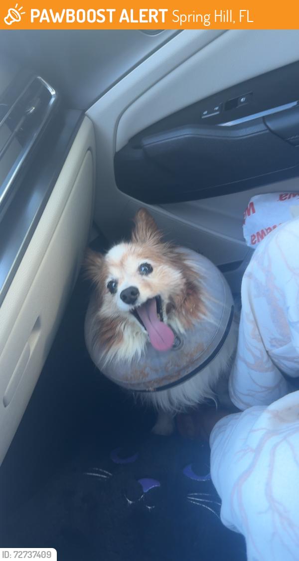 Found/Stray Unknown Dog last seen Portmouth street and riddle road , Spring Hill, FL 34609