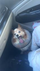 Found/Stray Unknown Dog last seen Portmouth street and riddle road , Spring Hill, FL 34609