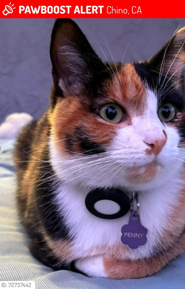 Lost Female Cat last seen Magnolia and walnut , Chino, CA 91710