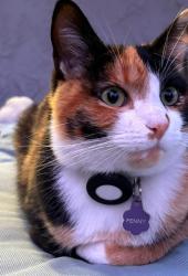 Lost Female Cat last seen Magnolia and walnut , Chino, CA 91710