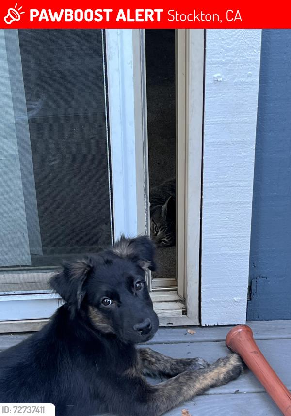 Lost Male Dog last seen Pacific College Area, walk path, pacific commons aprs, Stockton, CA 95207