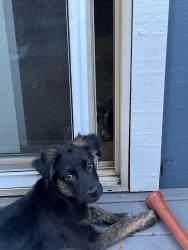 Lost Male Dog last seen Pacific College Area, walk path, pacific commons aprs, Stockton, CA 95207