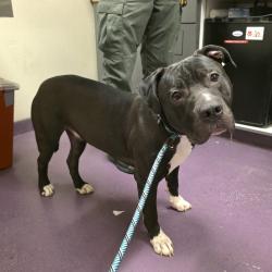 Found/Stray Male Dog last seen Near East Wilton Street, Long Beach, CA, USA, Long Beach, CA 90804