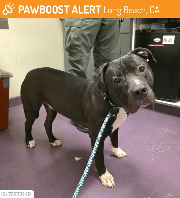 Found/Stray Male Dog last seen Near East Wilton Street, Long Beach, CA, USA, Long Beach, CA 90804