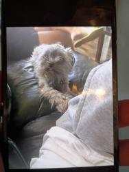Lost Female Dog last seen Ave j 10 west, Lancaster, CA 93534