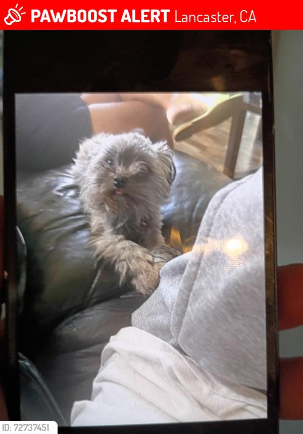 Lost Female Dog last seen Ave j 10 west, Lancaster, CA 93534