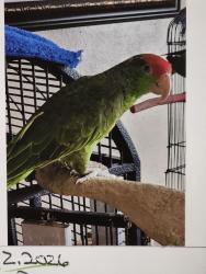 Lost Male Bird last seen Olive y tyler st, Las Vegas, NV 89104