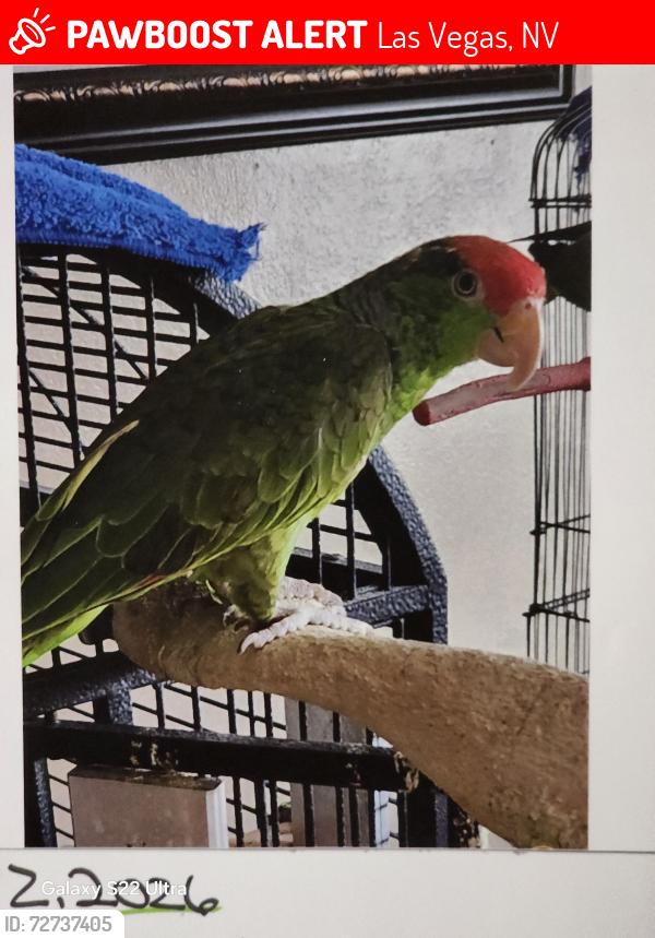 Lost Male Bird last seen Olive y tyler st, Las Vegas, NV 89104
