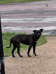Found/Stray Female Dog last seen Keats Ct. , St. Louis, MO 63134