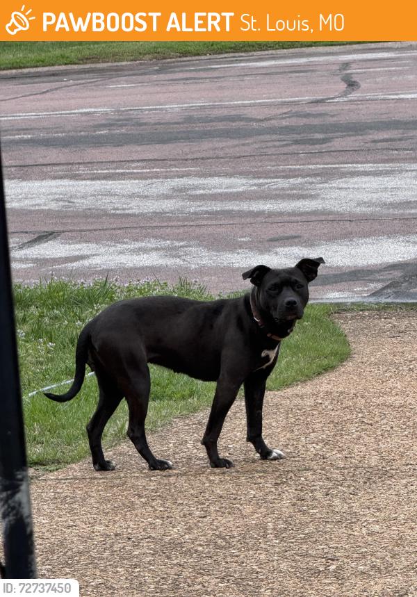 Found/Stray Female Dog last seen Keats Ct. , St. Louis, MO 63134