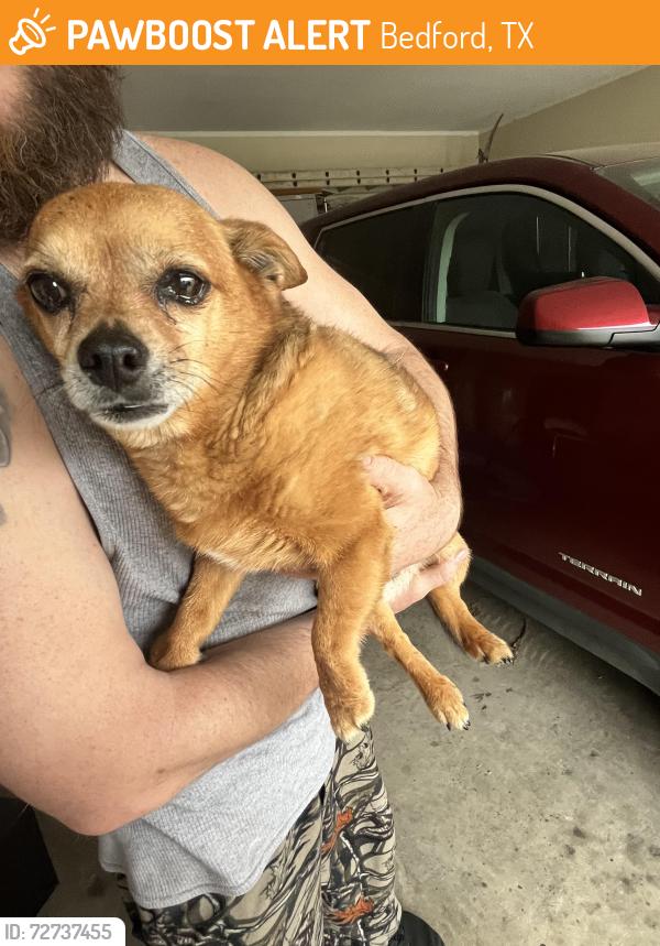 Found/Stray Male Dog last seen Murphy and live oak , Bedford, TX 76021