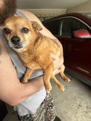 Found/Stray Male Dog last seen Murphy and live oak , Bedford, TX 76021