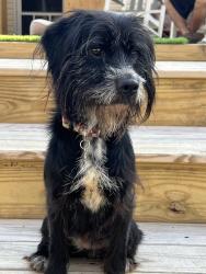 Found/Stray Female Dog last seen Rt 82 & Covered Bridge Rd, West Marlborough Township, PA 19320