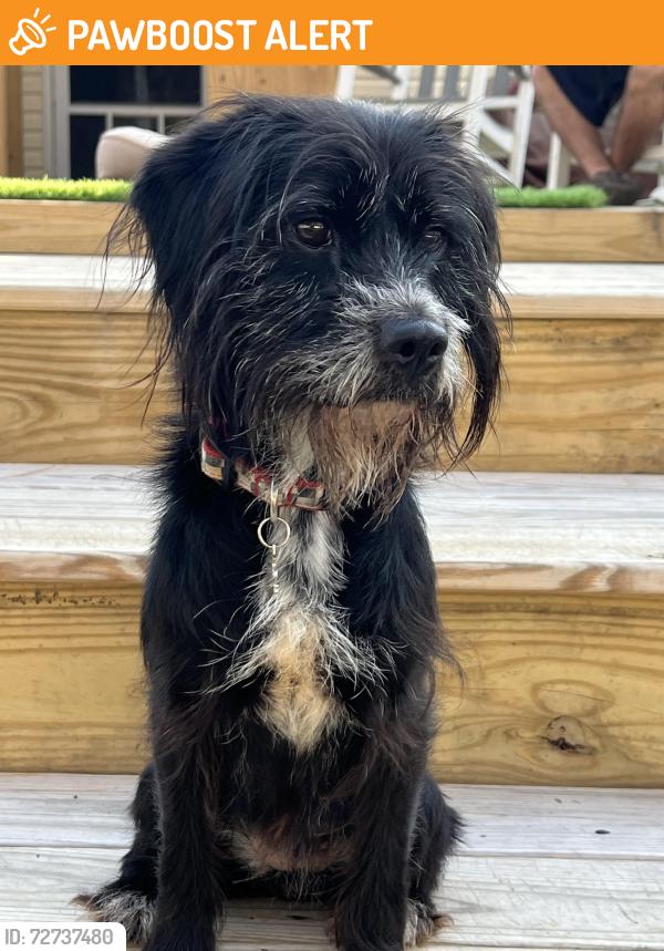 Found/Stray Female Dog last seen Rt 82 & Covered Bridge Rd, West Marlborough Township, PA 19320