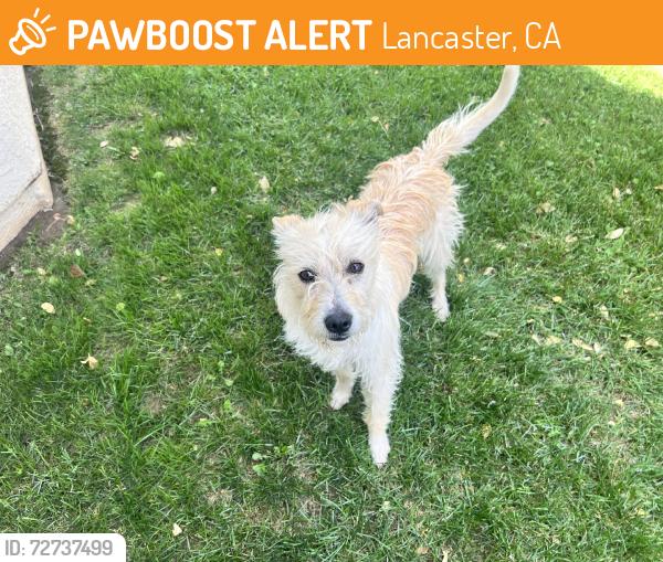 Found/Stray Male Dog last seen West avenue L & 30th street west, Lancaster, CA 93536