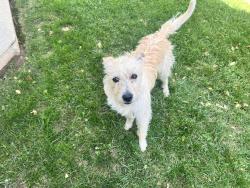 Found/Stray Male Dog last seen West avenue L & 30th street west, Lancaster, CA 93536