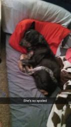 Lost Female Dog last seen Highway 105 Tryon Oklahoma , Tryon, OK 74875