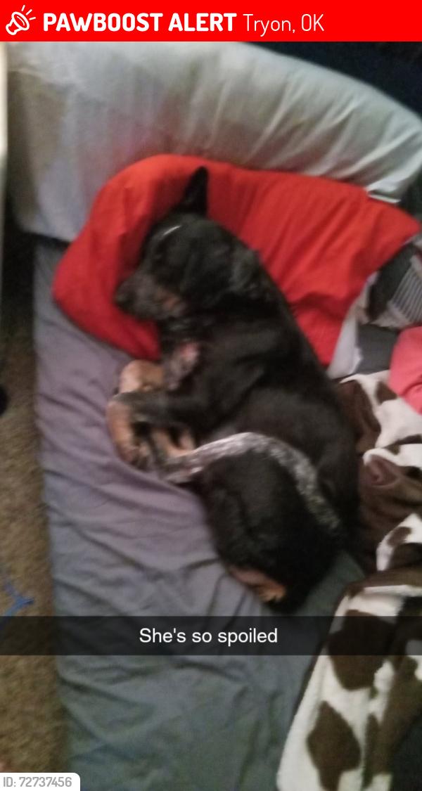 Lost Female Dog last seen Highway 105 Tryon Oklahoma , Tryon, OK 74875