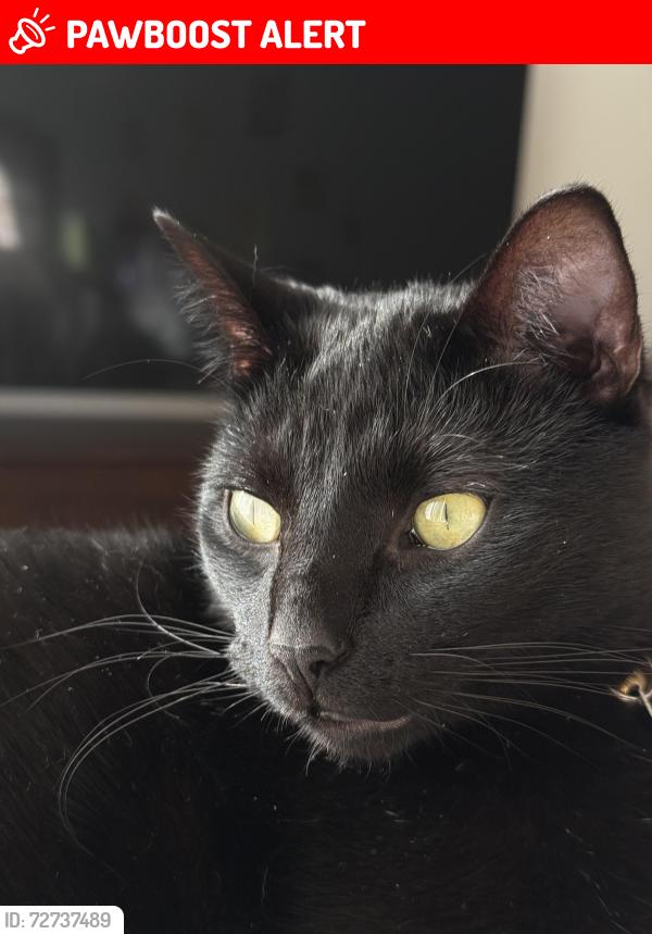 Lost Male Cat last seen In bedroom , Huntington Beach, CA 92646