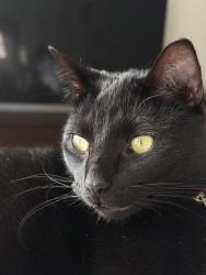 Lost Male Cat last seen In bedroom , Huntington Beach, CA 92646