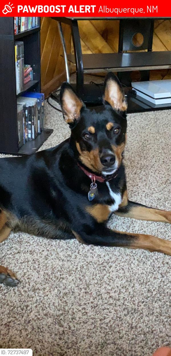 Lost Male Dog last seen Turquoise and Chelwood Park, Albuquerque, NM 87123