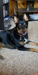 Lost Male Dog last seen Turquoise and Chelwood Park, Albuquerque, NM 87123