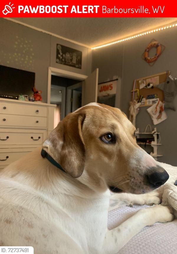 Lost Female Dog last seen Barboursville middle school, Barboursville, WV 25504