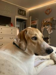 Lost Female Dog last seen Barboursville middle school, Barboursville, WV 25504