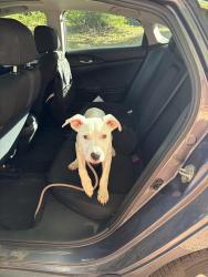 Found/Stray Male Dog last seen Lowery Rd, Fort Worth, TX 76120