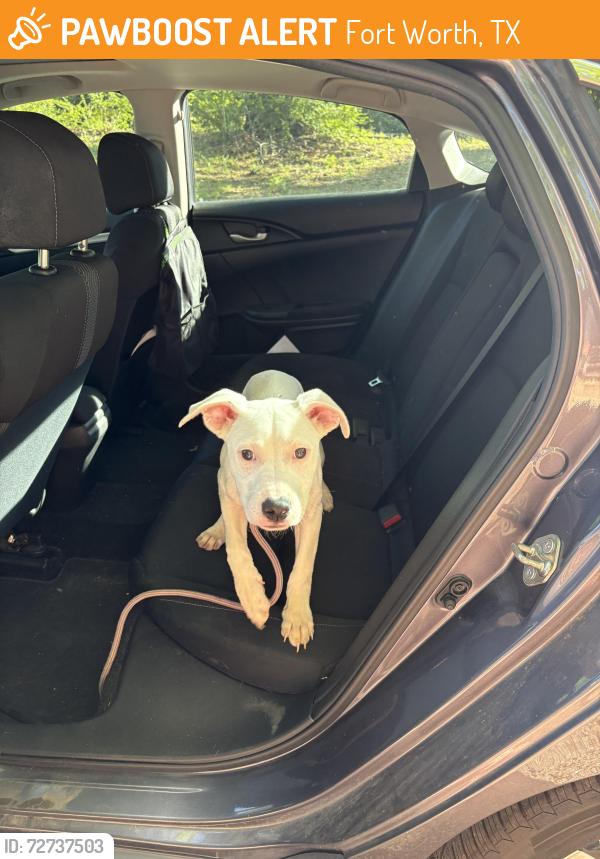 Found/Stray Male Dog last seen Lowery Rd, Fort Worth, TX 76120