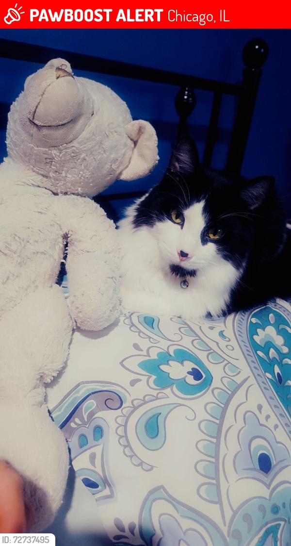 Lost Male Cat last seen Near S Hamlin Ave, Chicago, IL 60623, Chicago, IL 60623