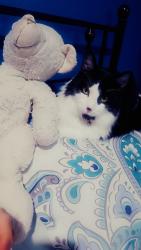 Lost Male Cat last seen Near S Hamlin Ave, Chicago, IL 60623, Chicago, IL 60623