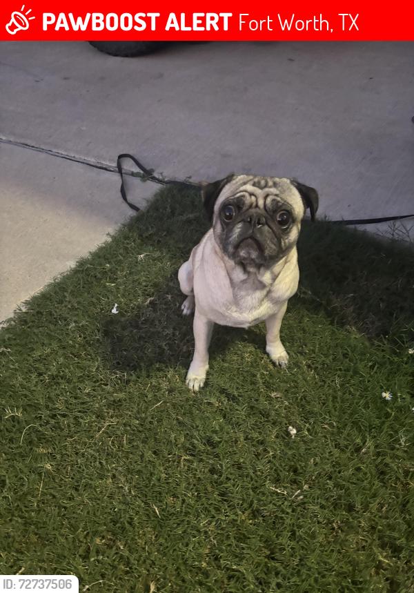 Lost Male Dog last seen Near Tanner Ave Fort Worth , Fort Worth, TX 76116